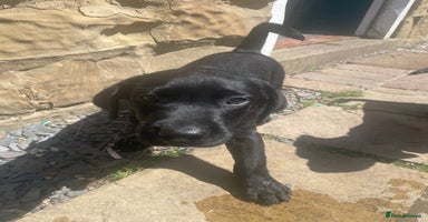 Labrador Retriever dogs - Advert 13