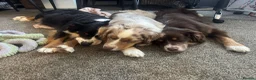 Miniature American Shepherd dogs for sale: Mini American Puppies DUE DATE 13/05/26 - Advert 3