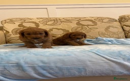 Cockapoo dogs for sale: F1 Cockapoo pups for sale  - Image 5