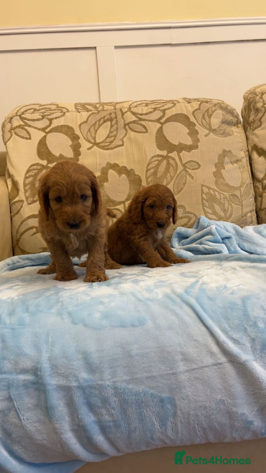 Cockapoo dogs for sale: F1 Cockapoo pups for sale  - Image 5
