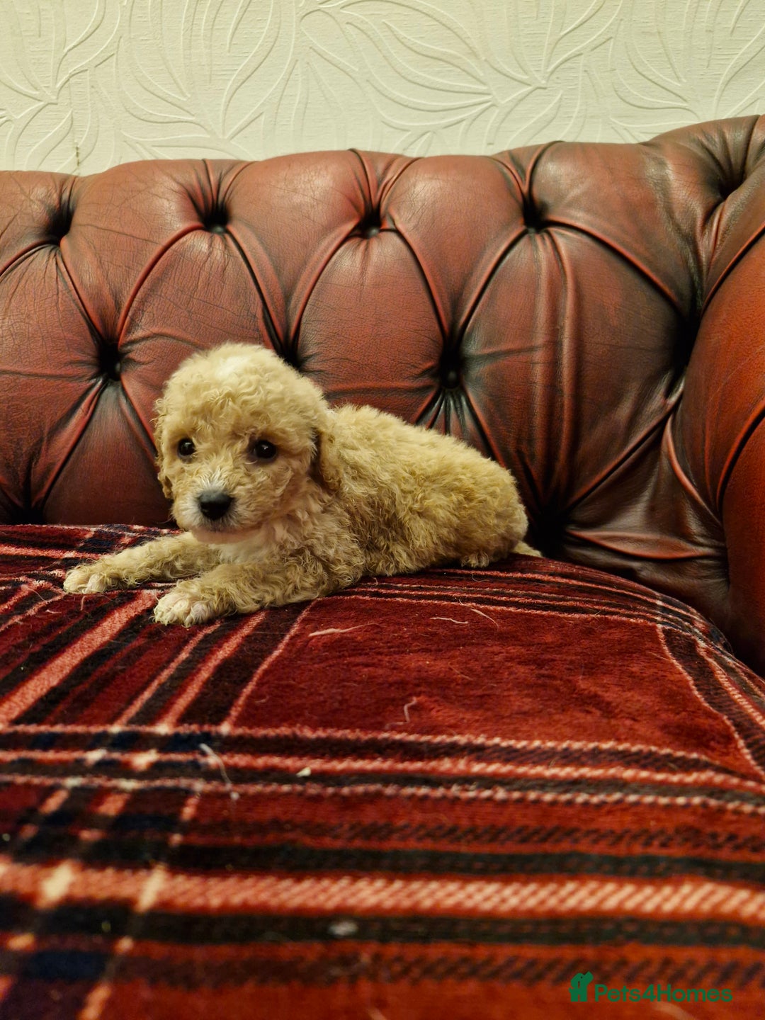 Schnoodle dogs for sale: BUBBLY BUNDLES OF FUR FUN - Image 4