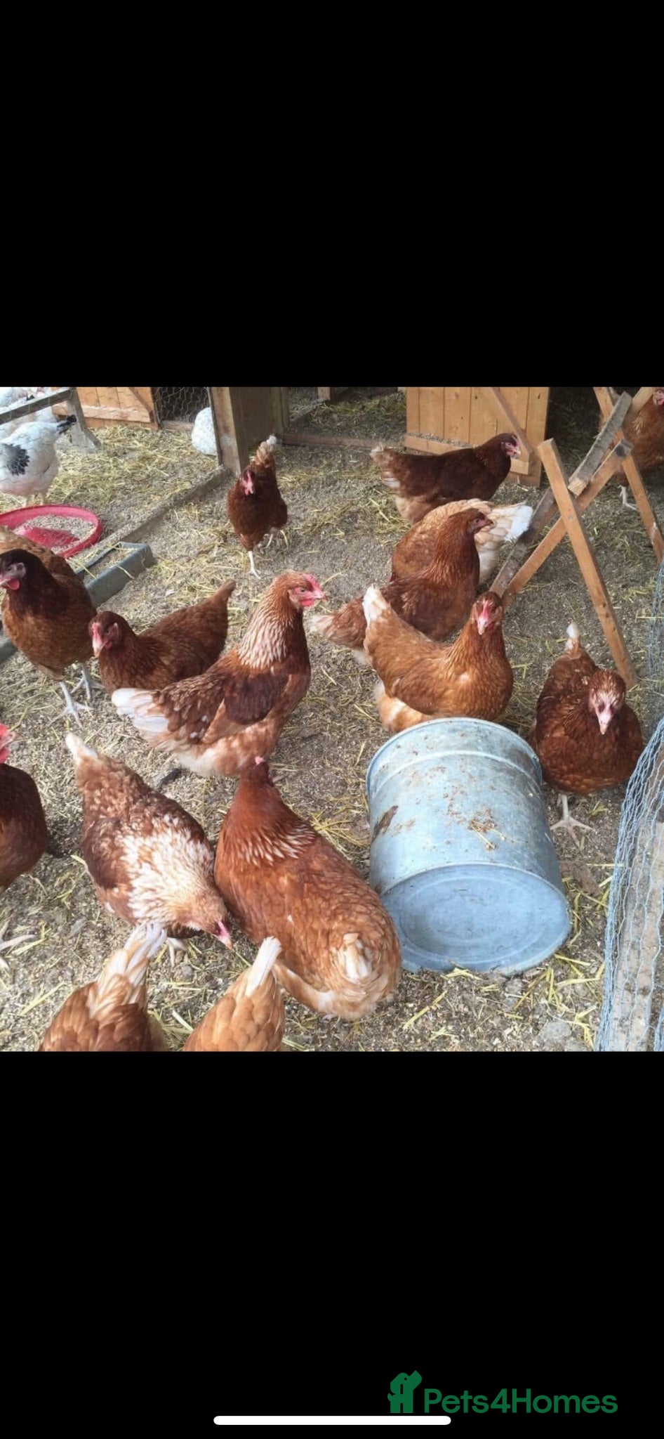 Chickens poultry Young Ross Lohmann Laying Hens, Point of Lay  - Advert 1