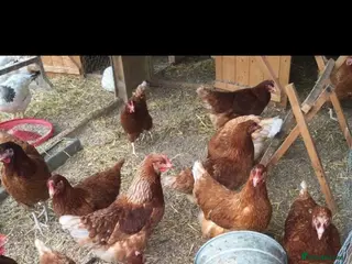 Chickens poultry Young Ross Lohmann Laying Hens, Point of Lay - Advert 1