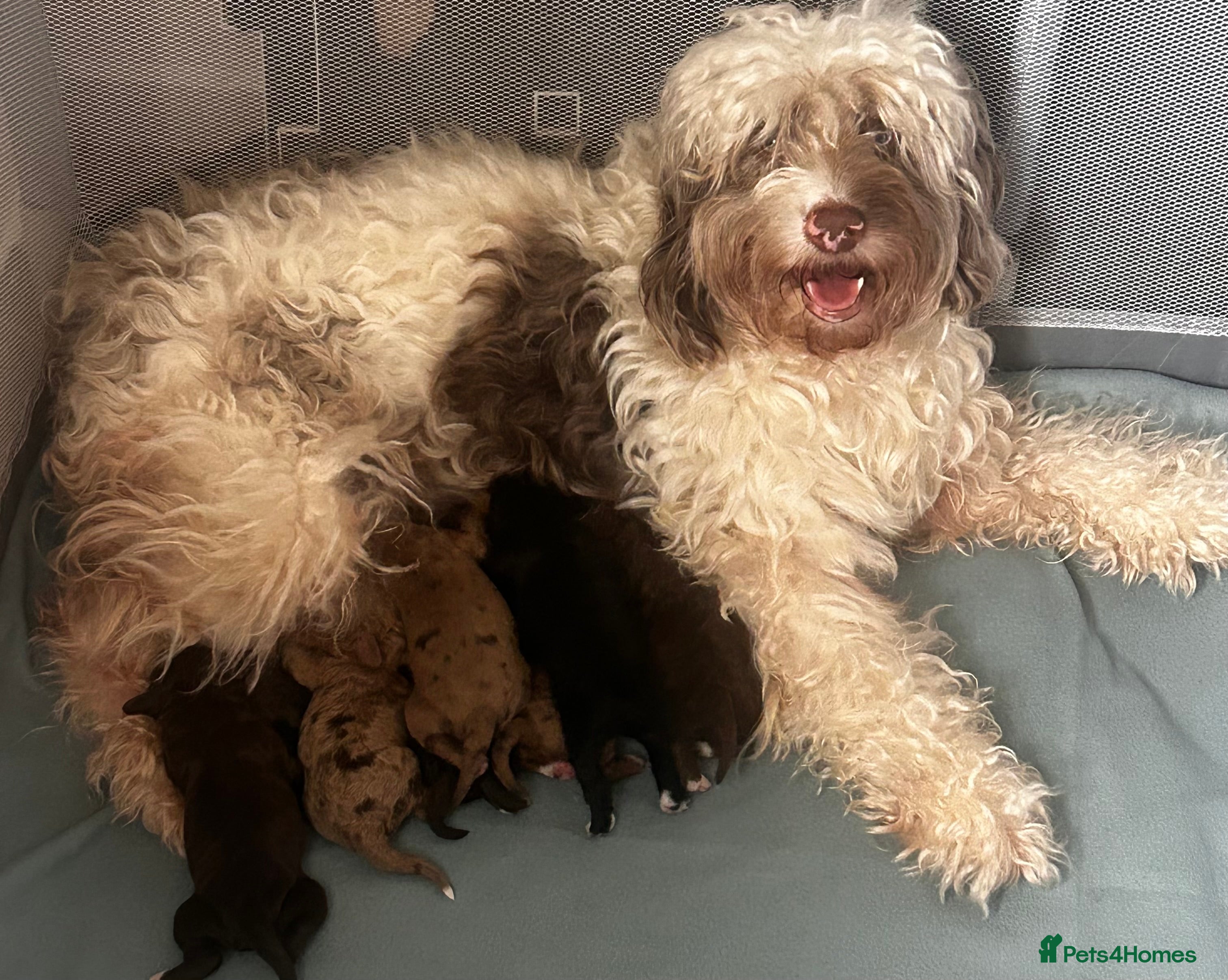 Sproodle dogs for sale: Sproodle puppies  in Accrington - Advert 7
