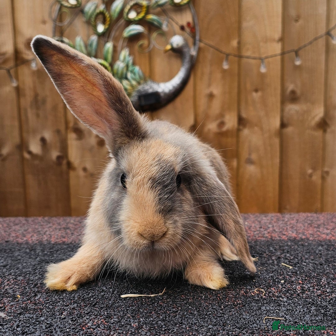 Continental Giant rabbits for sale: Continental Giant  - Image 2