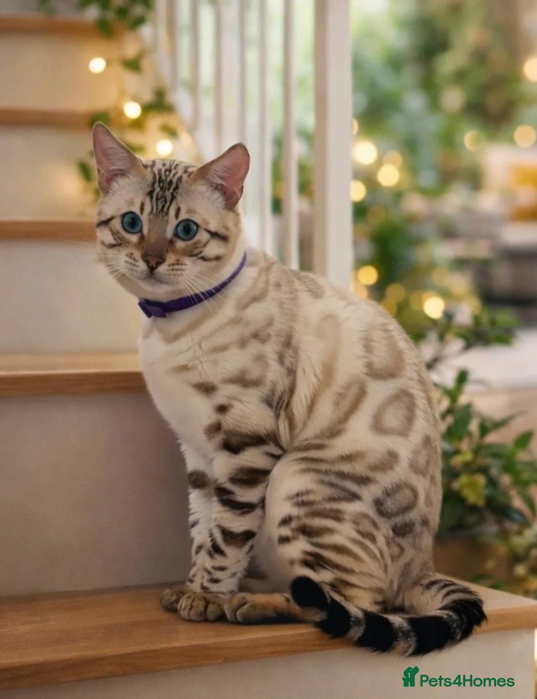 Bengal cats for sale: Beautiful snow lynx  - Advert 1