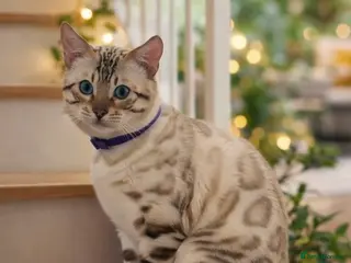 Bengal cats Beautiful snow lynx - Advert 6