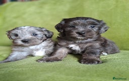 Lhasapoo dogs for sale: Lhasa Apso x Toy Poodle pups. Ready 11.09.25 - Image 2