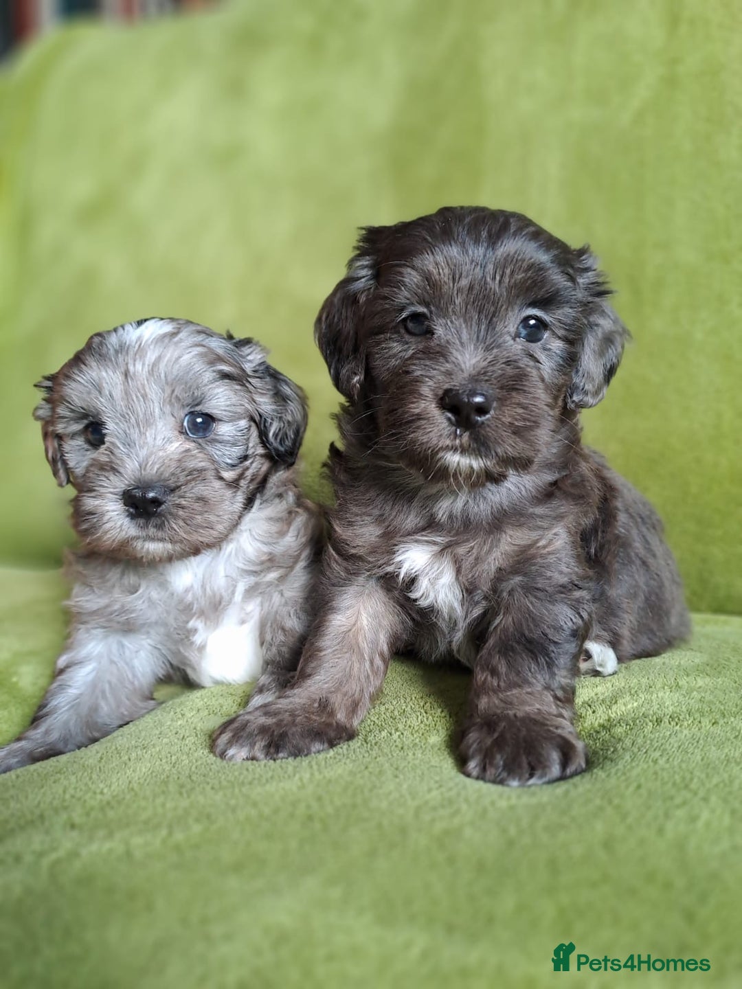 Lhasapoo dogs for sale: Lhasa Apso x Toy Poodle pups. Ready 11.09.25 - Image 2
