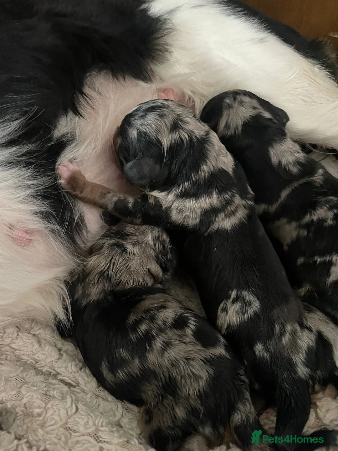 Miniature Poodle dogs for stud: Miniature poodle blue merle for stud in Bradford - Advert 40