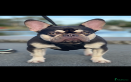French Bulldog dogs for stud: French Bulldog for stud - Image 2