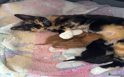 Mixed Breed cats for sale: 3 beautiful fluffy kittens - Image 5