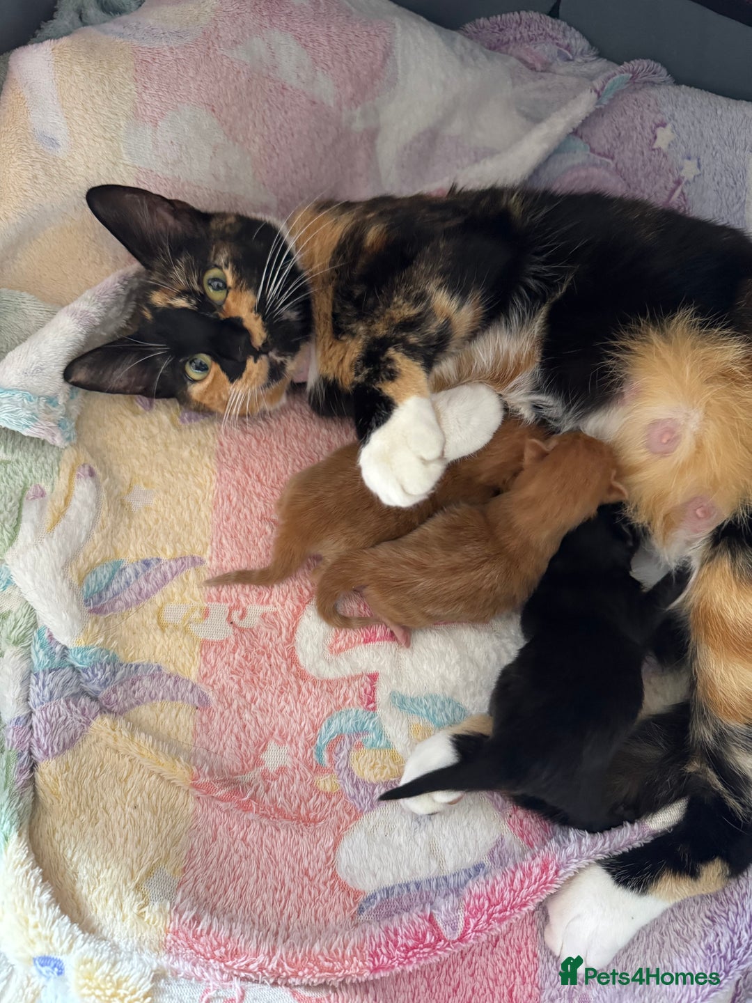 Mixed Breed cats for sale: 3 beautiful fluffy kittens - Image 5