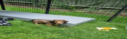 Miniature Dachshund dogs for sale: 🌟KC reg.Miniature LH Dachshund Puppies 🌟  - Advert 11