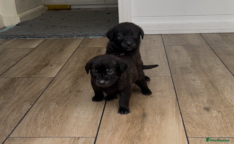 Mastiff dogs - Advert 1