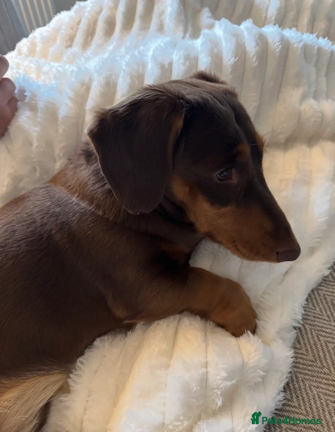 Dachshund dogs for sale: Miniature dachshund - Advert 1