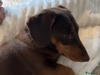 Dachshund dogs Miniature dachshund - Advert 4