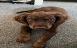 Cocker Spaniel dogs for sale:   Gorgeous working cocker spaniel for sale  - Image 7