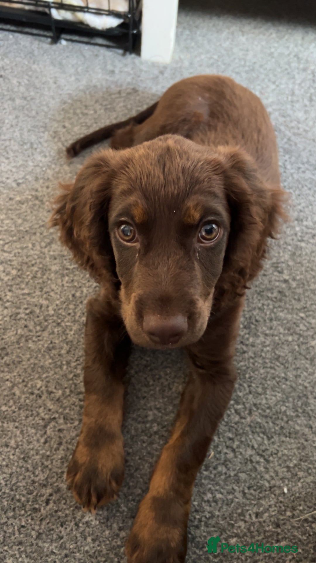 Cocker Spaniel dogs for sale:   Gorgeous working cocker spaniel for sale  - Image 7