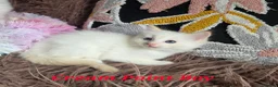 Ragdoll cats for sale: GCCF Registered Gorgeous Kittens  - Advert 6