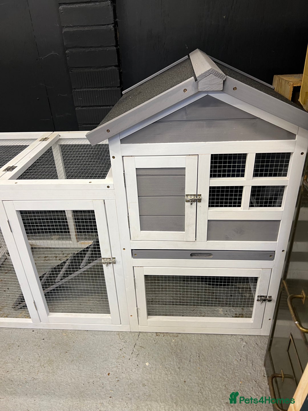 Mini Lop rabbits for sale: 2 Mini Lop + Large Hutch Ready for 5 star Family  - Image 4