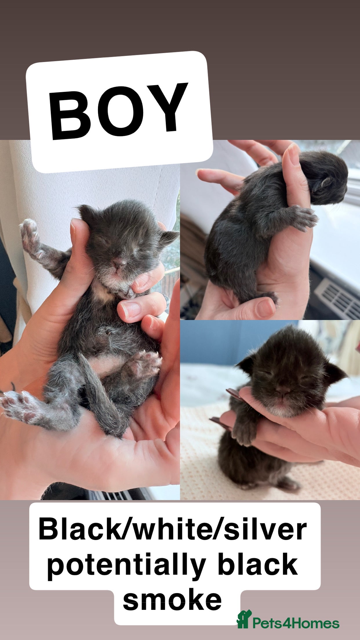 Maine Coon cats FULL BREED MAINECOONS - Advert 13