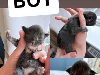 Maine Coon cats FULL BREED MAINECOONS - Advert 13