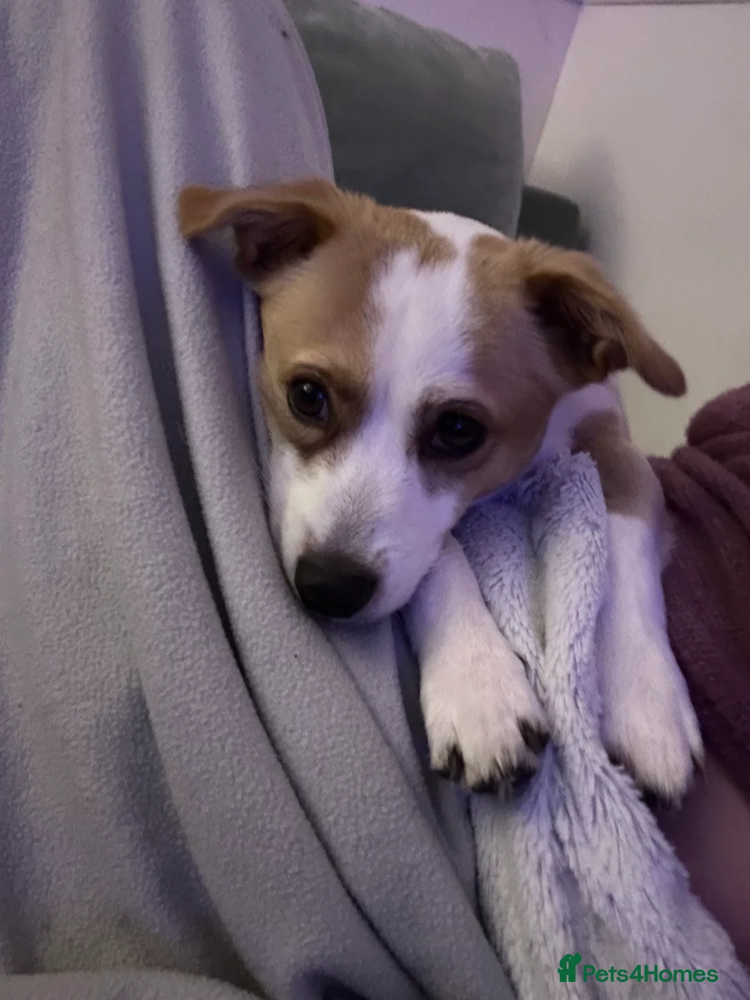 Mixed Breed dogs for sale: Dog for rehoming - Advert 5