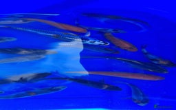Koi Carp fish for sale: 2 to 4 inch Mixed Koi Carp Fry: young pond fish - Image 14