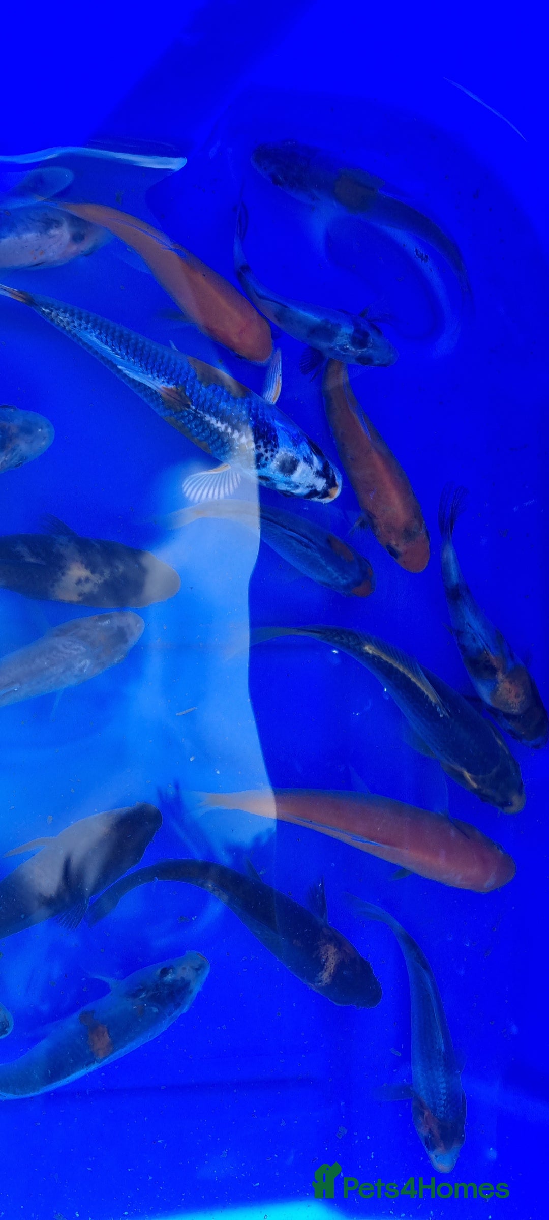 Koi Carp fish for sale: 2 to 4 inch Mixed Koi Carp Fry: young pond fish - Image 14