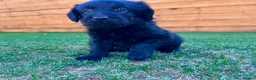 Labradoodle dogs for sale: Labradoodle Babies 🐾🐾🐾 - Advert 15
