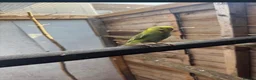 Budgerigars birds for sale: Budgies for sale £40 each collection mk404nn - Advert 14