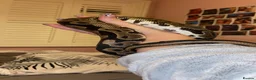 Python Snake reptiles for sale: 2 1/2yo Wild type X (confusion) royal python . - Advert 3