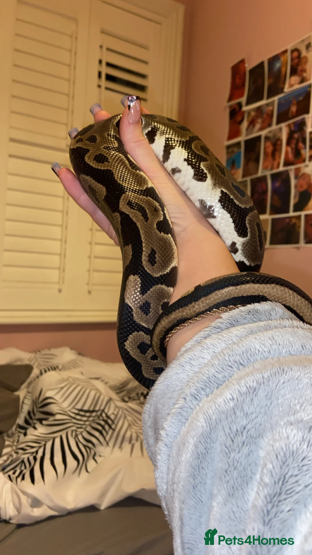 Python Snake reptiles for sale: 2 1/2yo Wild type X (confusion) royal python . - Advert 3