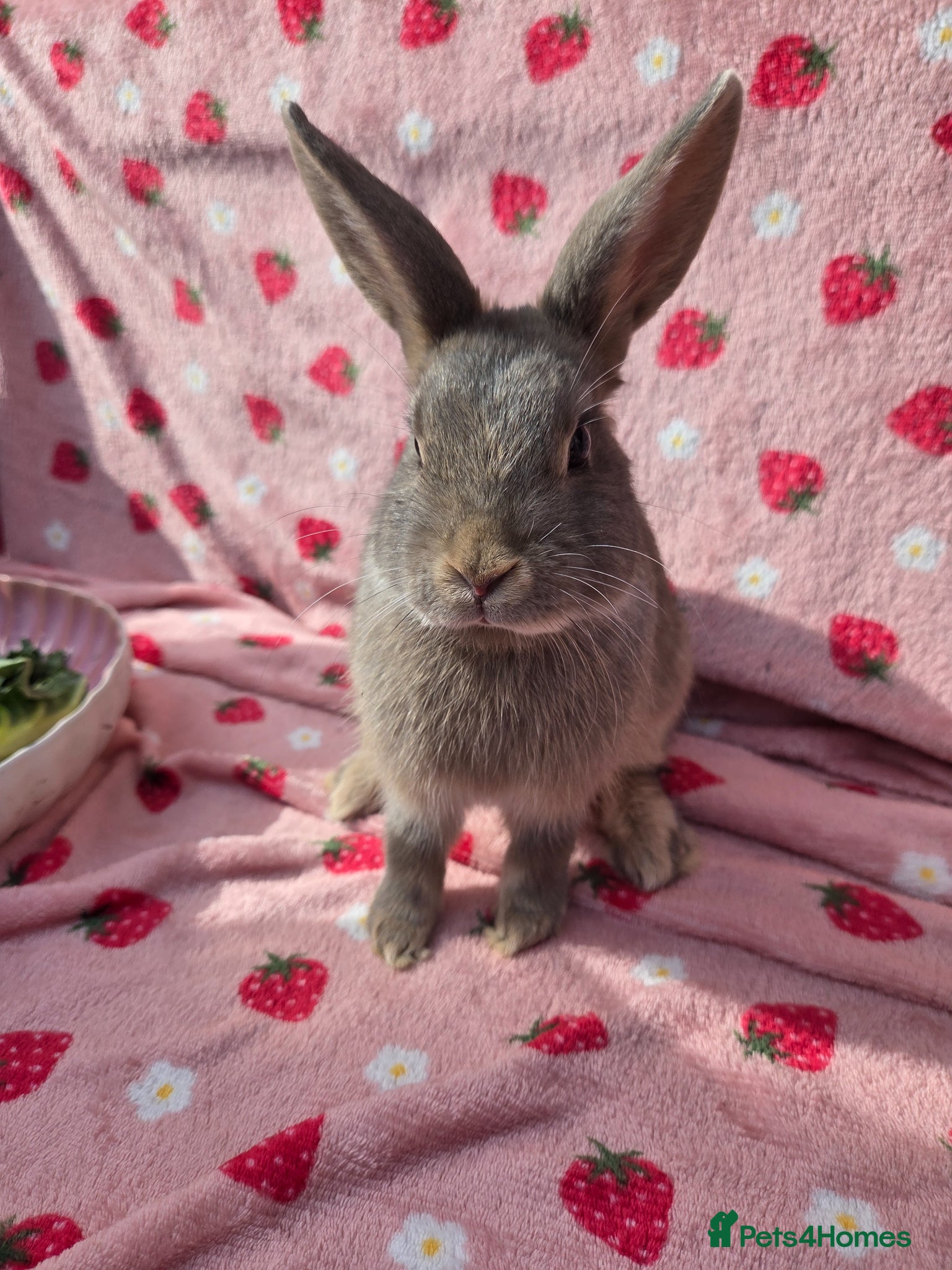 Mixed Breed rabbits 4 very tame Blue fawn plush mini lop rabbit - Advert 1