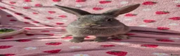 Mixed Breed rabbits for sale: 4 very tame Blue fawn plush mini lop rabbit - Advert 15