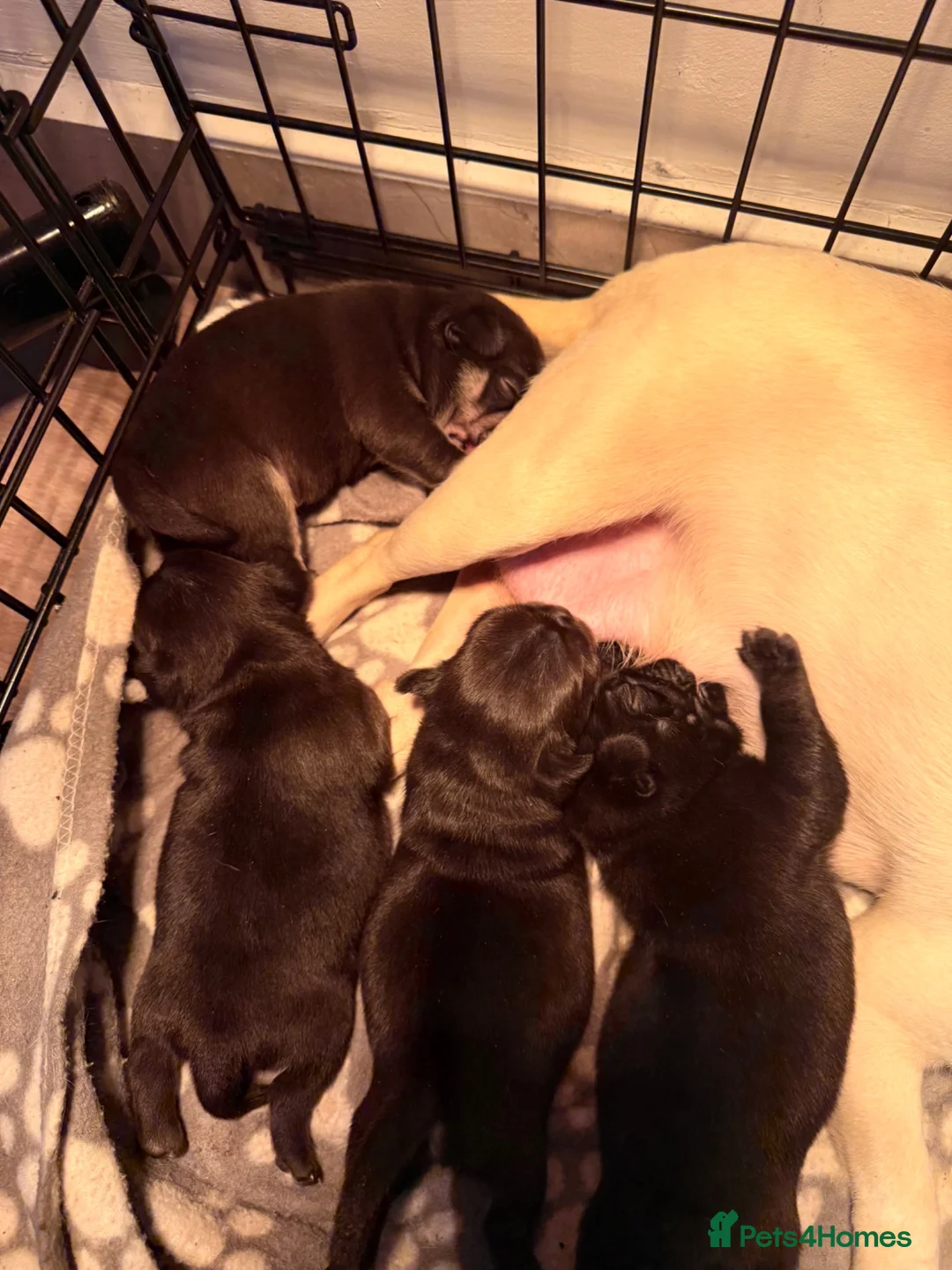 Pug dogs for sale:  Stunning Panda Pug Puppies - Excellent Bloodlines in Rochester - Advert 1