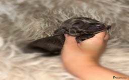 Miniature Dachshund dogs for sale: Tiny miniature kc dachshunds  - Image 15