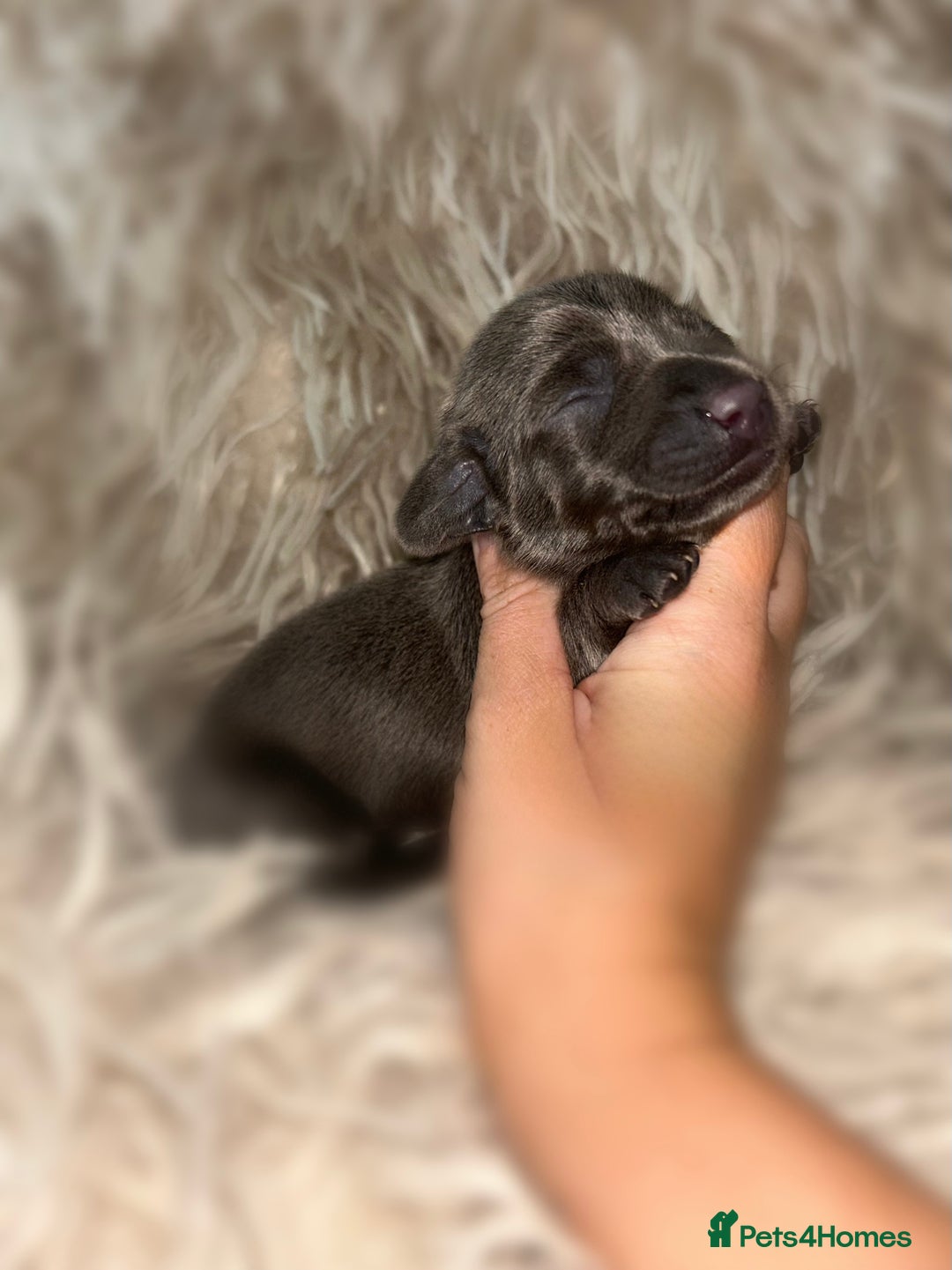 Miniature Dachshund dogs for sale: Tiny miniature kc dachshunds  - Image 15