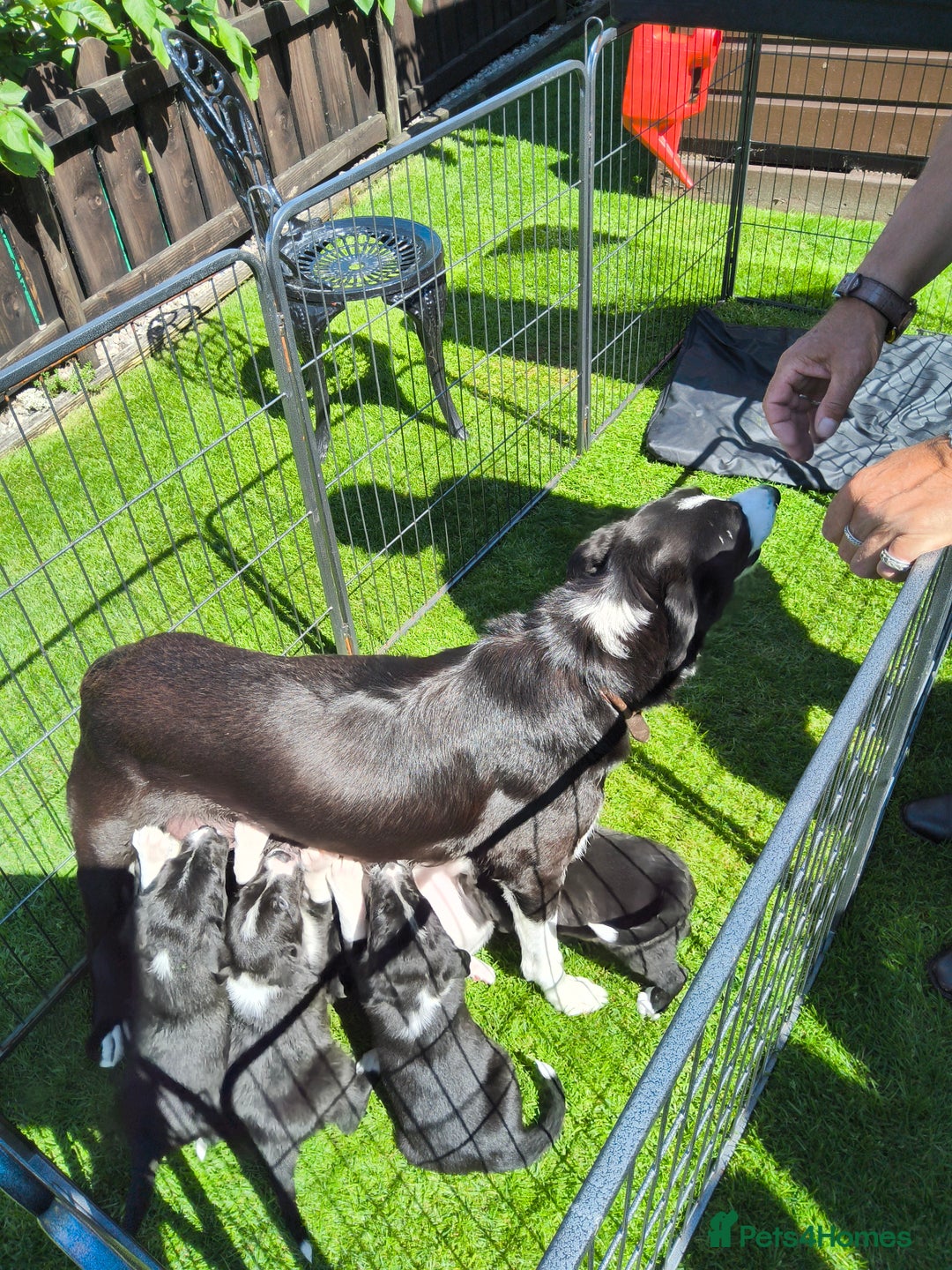 Border Collie dogs for sale: Border Collie pups for sale - Image 1