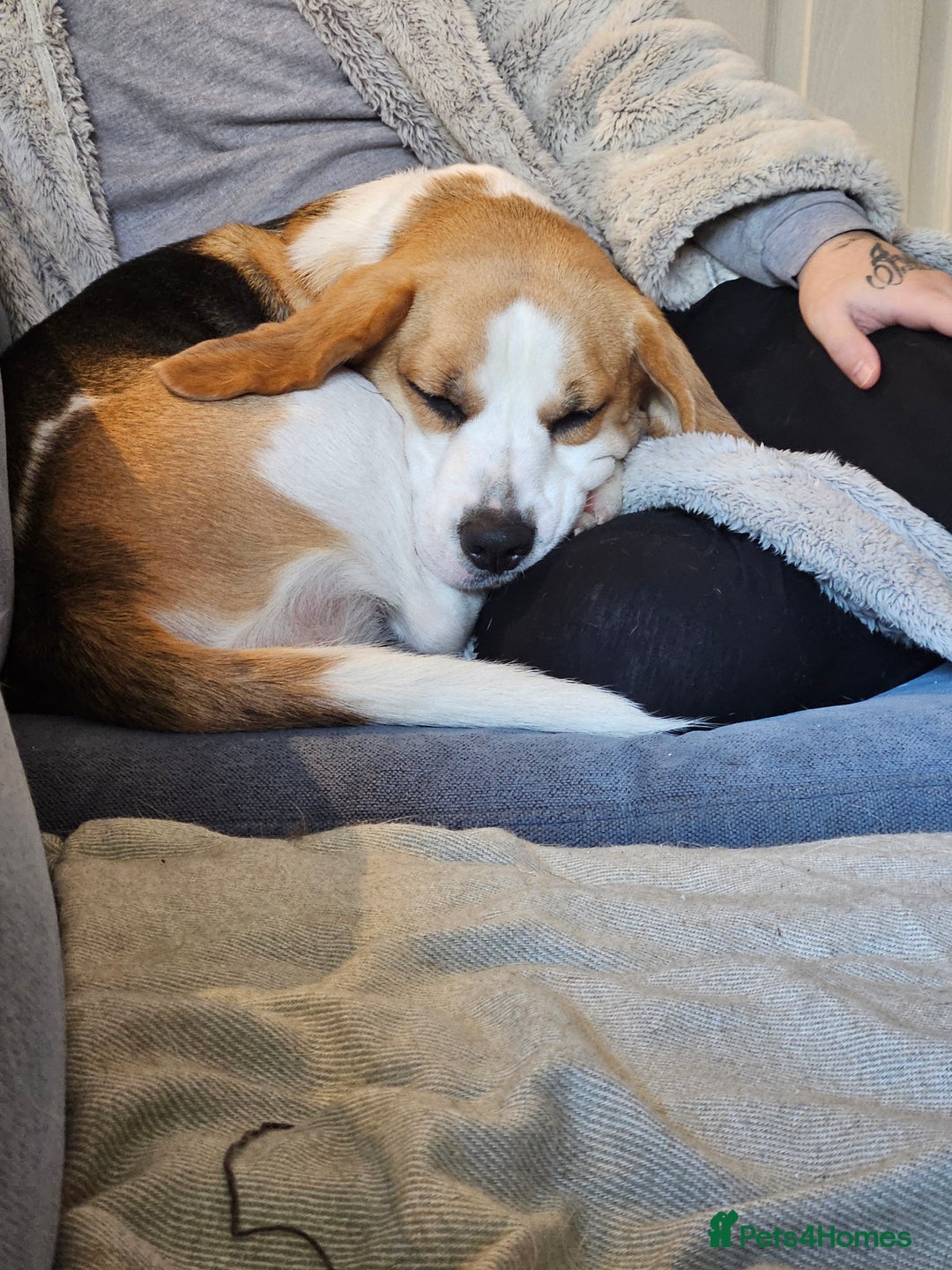 Beagle dogs for sale: Beautiful beagle girl - Advert 3