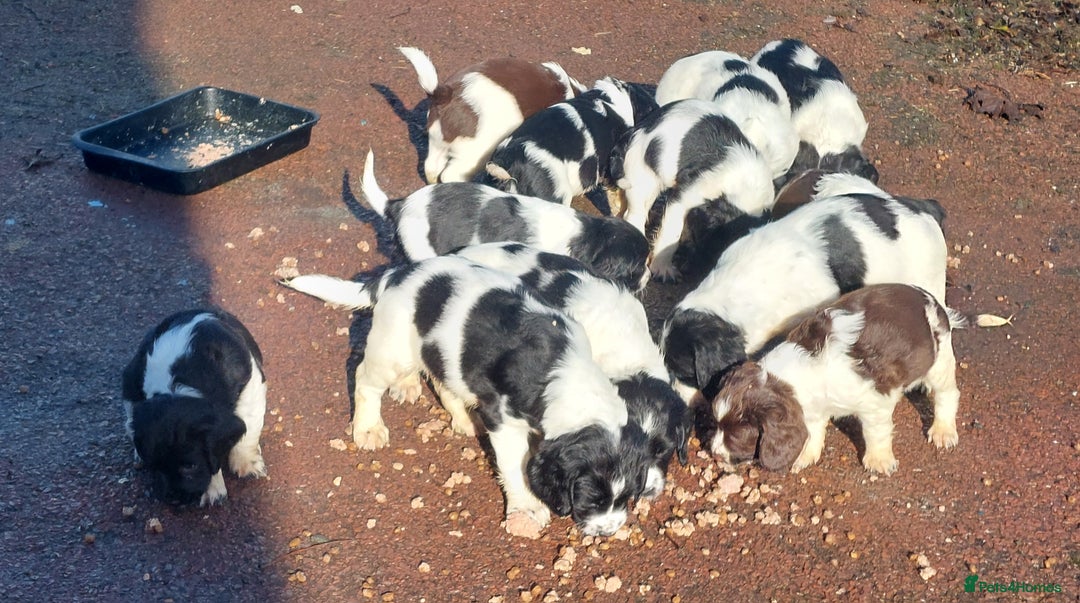 English Springer Spaniel dogs for sale: Quality Spaniel Litter at Sandaharr  - Image 12