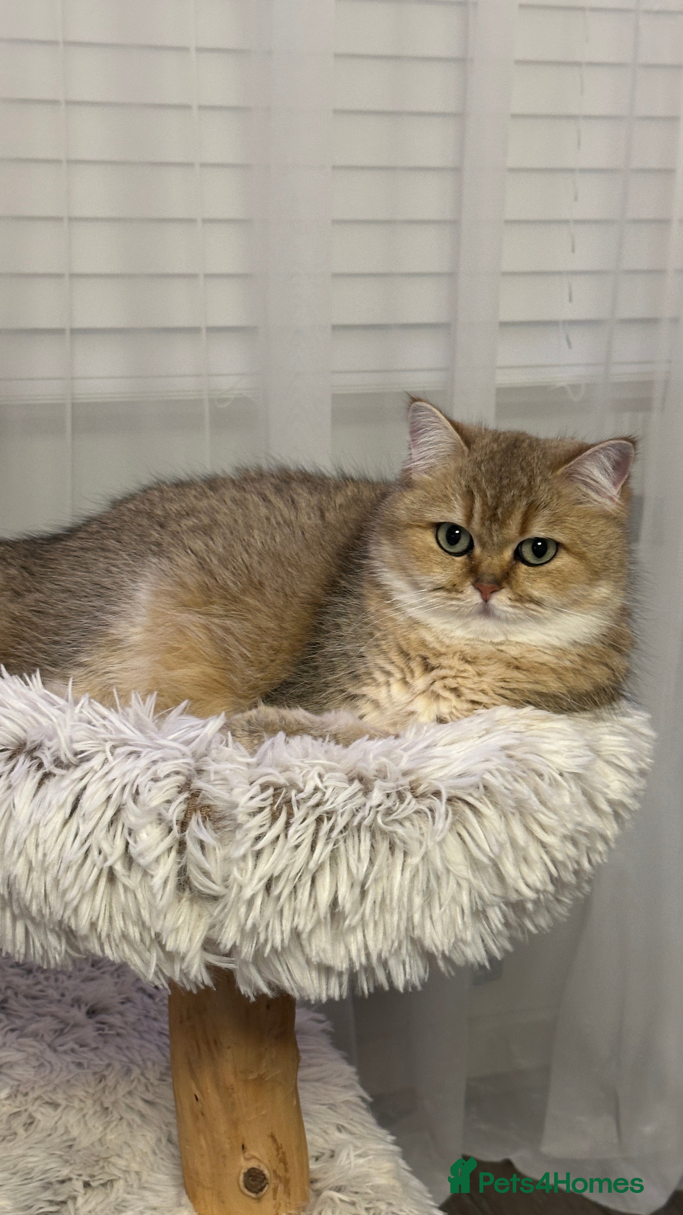 British Shorthair cats Retired Black golden queen  - Advert 8