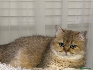 British Shorthair cats Retired Black golden queen - Advert 18