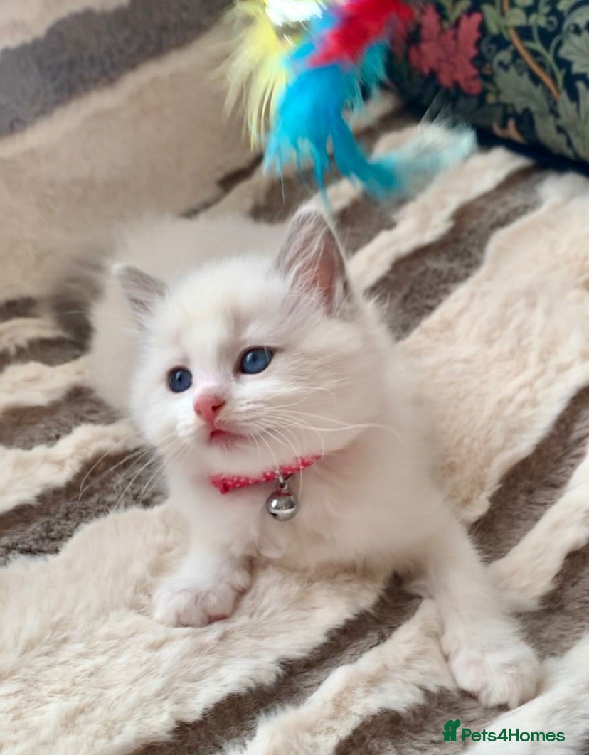 Ragdoll cats Beautiful bicolour Ragdoll kittens Ready to leave! - Advert 1