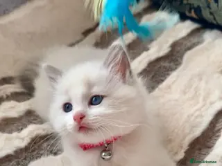 Ragdoll cats Beautiful bicolour Ragdoll kittens Ready to leave! - Advert 1