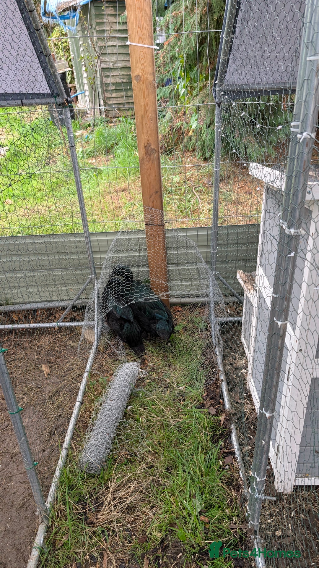 Ducks poultry for sale: Cayuga pair - Advert 1