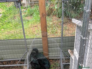 Ducks poultry Cayuga pair - Advert 5