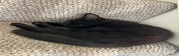 Domestic Shorthair cats for sale: Beautiful fig - Advert 1