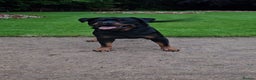 Rottweiler dogs for stud: Full Kc Rottweiler stud liverpool in Liverpool - Advert 6